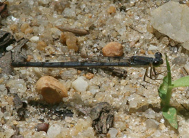 Fragile Forktail